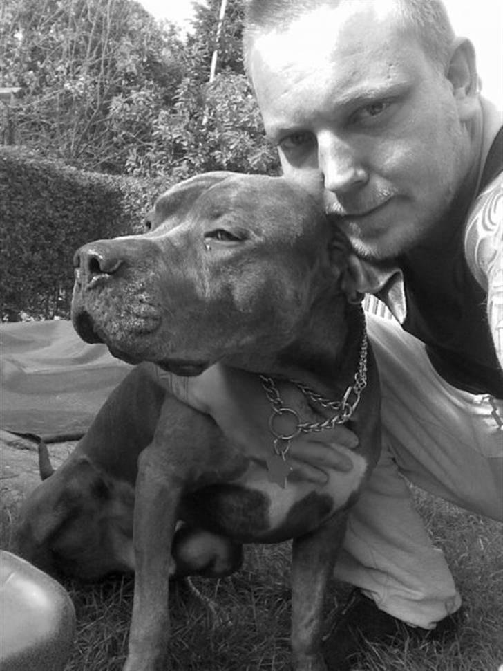 Amerikansk staffordshire terrier Tristan -  Helt NYT billede 4