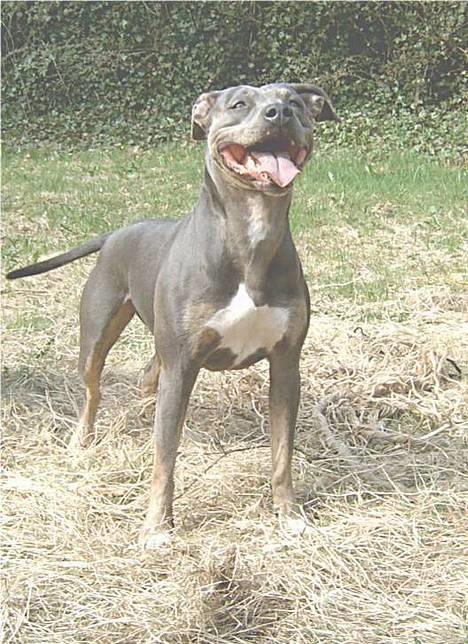 Amerikansk staffordshire terrier Tristan - Tristans flotte mor billede 5