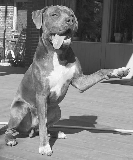 Amerikansk staffordshire terrier Tristan billede 6