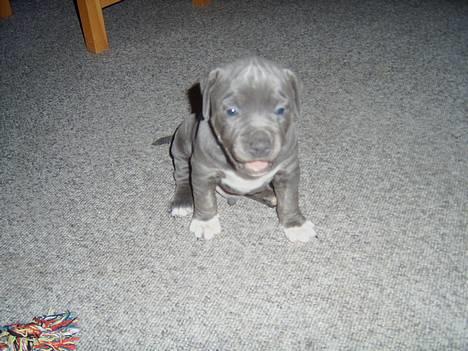 Amerikansk staffordshire terrier Tristan billede 8