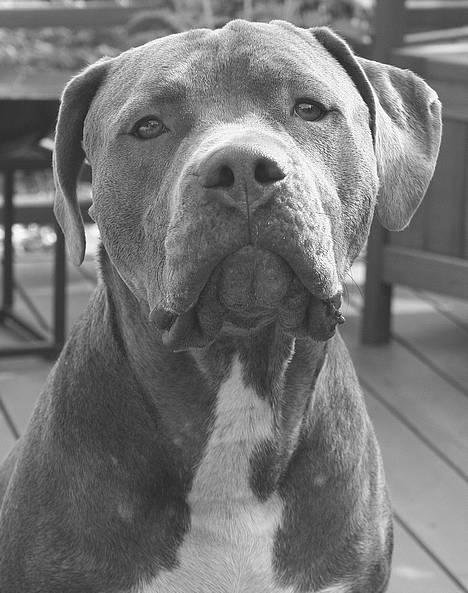 Amerikansk staffordshire terrier Tristan billede 10