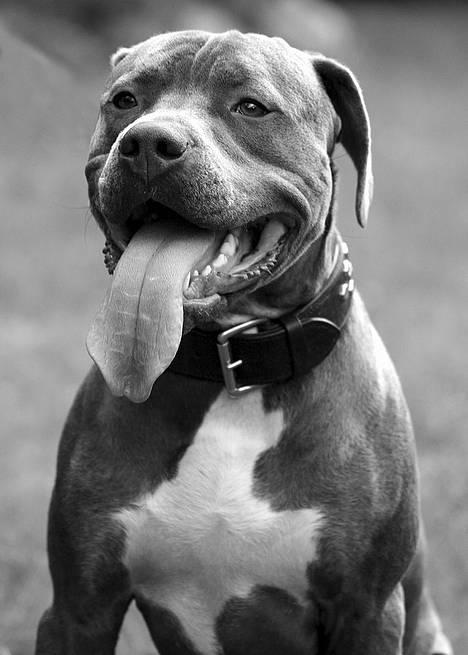 Amerikansk staffordshire terrier Tristan - Helt nyt billede 11