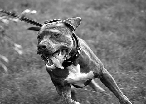 Amerikansk staffordshire terrier Tristan - Helt nyt.. Lidt væddeløbshund er man vel altid.. billede 12