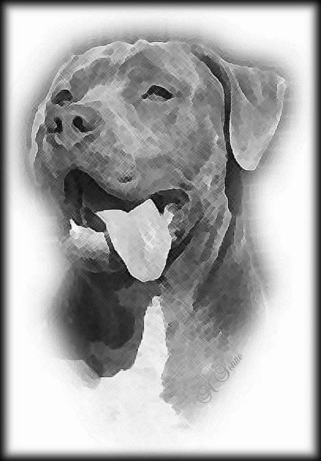 Amerikansk staffordshire terrier Tristan billede 13