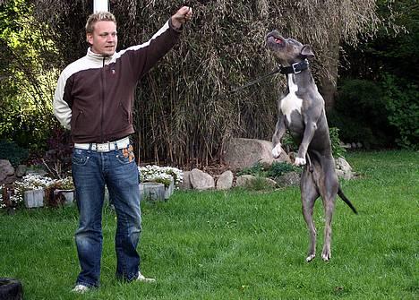 Amerikansk staffordshire terrier Tristan - Helt nyt billede 14