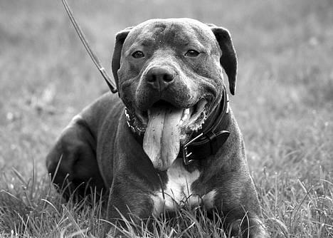 Amerikansk staffordshire terrier Tristan - Helt nyt billede 15