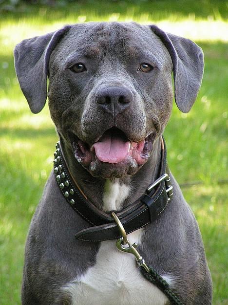 Amerikansk staffordshire terrier Tristan billede 16