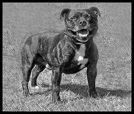 Staffordshire bull terrier R.I.P.: (Engelsk) DKCH, SUCH Taz - 20/11/2005 - Casey har leget med billeder *ss -Så fin han er blevet !! billede 7