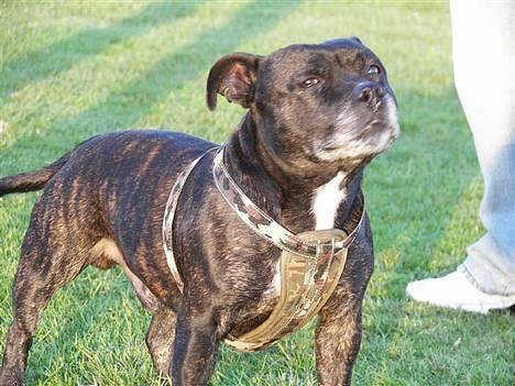 Staffordshire bull terrier R.I.P.: (Engelsk) DKCH, SUCH Taz - *Nyt* billede 8