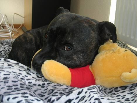Staffordshire bull terrier R.I.P.: (Engelsk) DKCH, SUCH Taz - Taz med sin Winnie Bamse.... billede 9