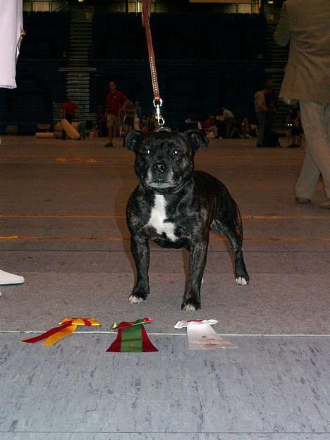Staffordshire bull terrier R.I.P.: (Engelsk) DKCH, SUCH Taz - BIR i Ålborg d. 18/6-2006 billede 10