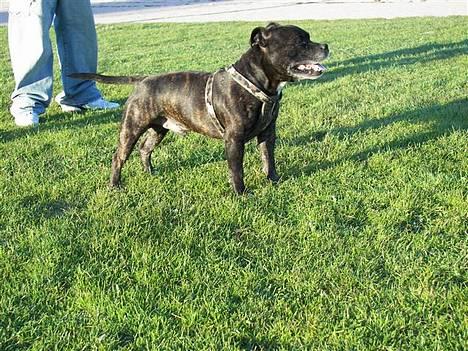 Staffordshire bull terrier R.I.P.: (Engelsk) DKCH, SUCH Taz - *Nyt* billede 11