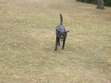 Labrador retriever Tessi - jeg har fuld fart på.. billede 5