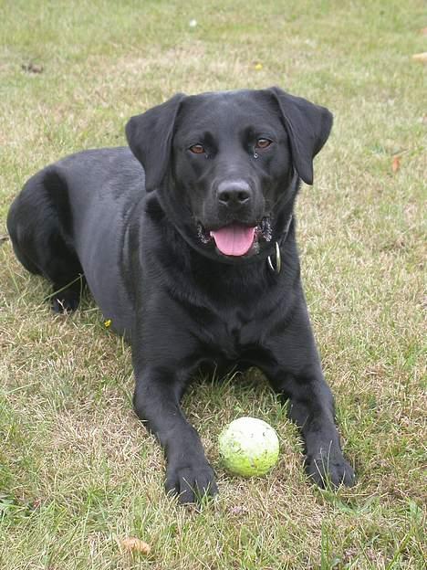 Labrador retriever Tessi billede 6