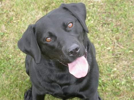 Labrador retriever Tessi billede 7