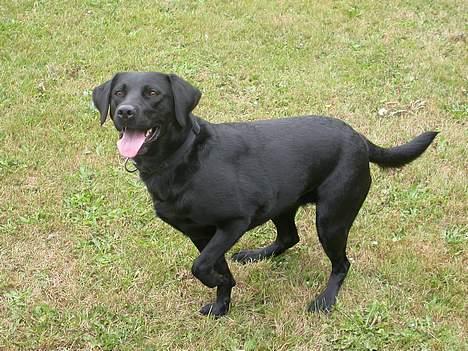 Labrador retriever Tessi - Se hvor flot jeg står..*G* billede 8