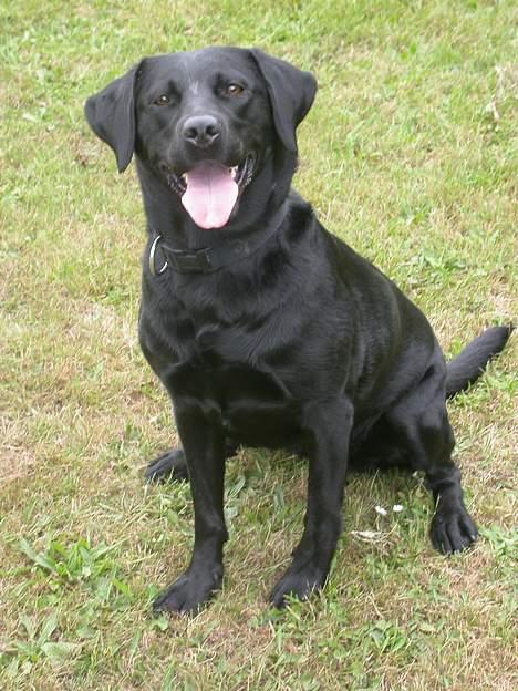 Labrador retriever Tessi billede 9