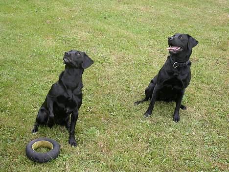 Labrador retriever Tessi - Trunte & Tessi billede 10