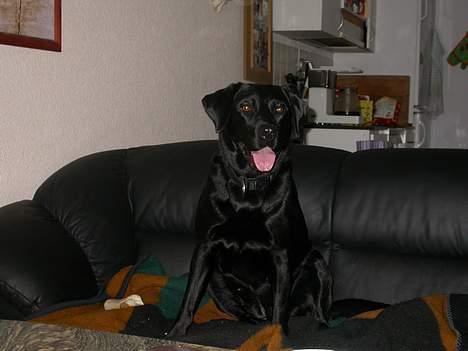 Labrador retriever Tessi - Så er man hjemme igen.. billede 11