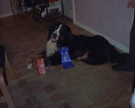 Berner sennenhund Snoopy (død) - Vi kan bare det der;-) Seniorklasse: Jeg vandt 1 præmie i Viby sj. og blev placeret som nr. 2 billede 14