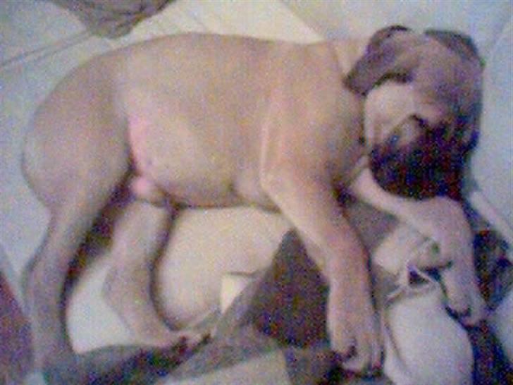 Bullmastiff Zuco - I hundehimlen nu 7/7-2014 - Her er jeg bare en træt lille pus i mit nye hjem. billede 11