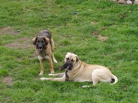 Bullmastiff Zuco - I hundehimlen nu 7/7-2014 - Ligger med cigar og min veninde Bella i haven. 11 måneder gammel. billede 12