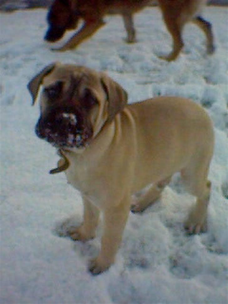 Bullmastiff Zuco - I hundehimlen nu 7/7-2014 - Marcipangrisen første gang i sneen. Vi fik ham lige op til jul, her er han uden sin røde sløjfe. billede 13