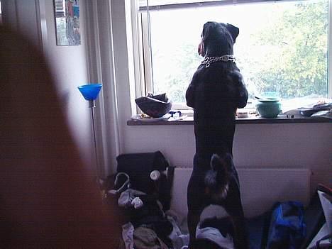 Rottweiler Saaek's Bachuus billede 11