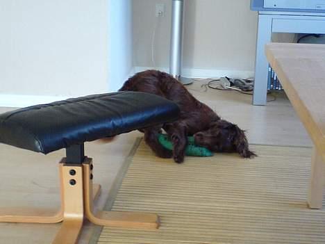 Field Trial spaniel Rocco billede 9