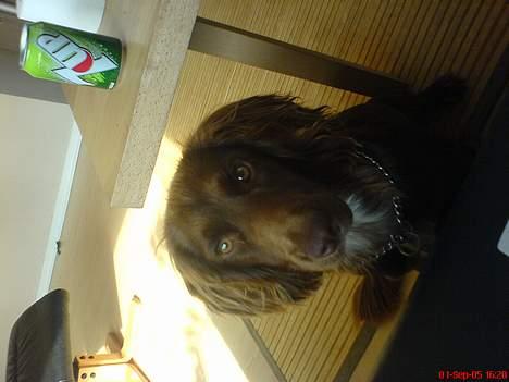 Field Trial spaniel Rocco billede 10