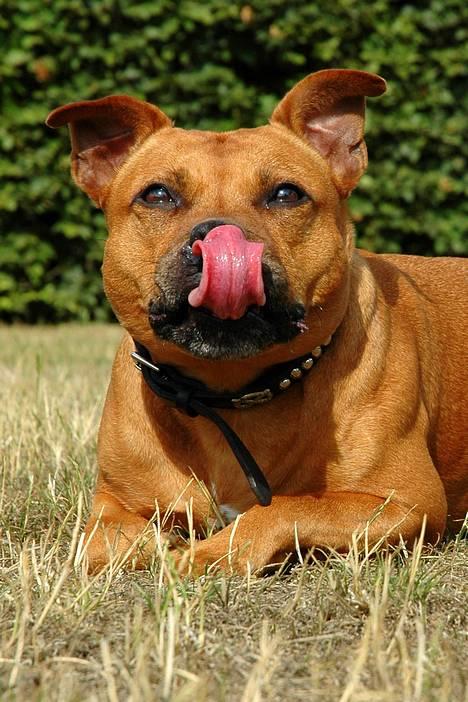 Staffordshire bull terrier "Honey" R.I.P - NYT billede 6