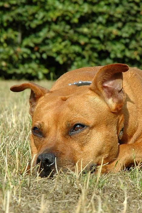 Staffordshire bull terrier "Honey" R.I.P - NYT billede 7