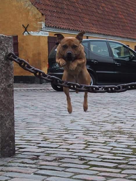 Staffordshire bull terrier "Honey" R.I.P - Så leger vi lidt agility nede på pladsen:) billede 9