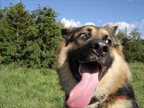 Blanding af racer Kasha billede 11