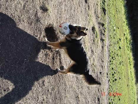 Blanding af racer Kasha billede 12