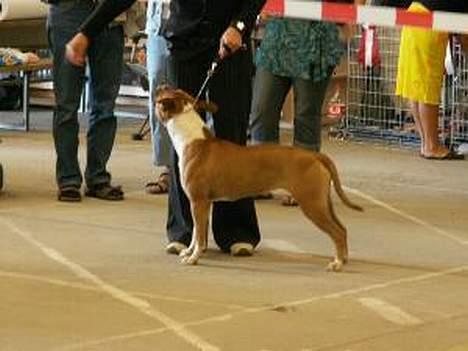 Amerikansk staffordshire terrier appels eye (nelly) - nelly på amstaff skue d 10 september 2005 billede 16