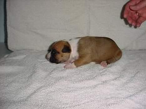 Amerikansk staffordshire terrier appels eye (nelly) - Nelly 2 uger gammel billede 17