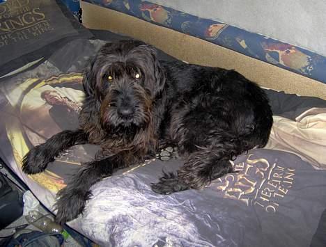 Riesenschnauzer Piro - Hvordan kan det være hunde altid ligger sig i vores andres senge ?? :D billede 1