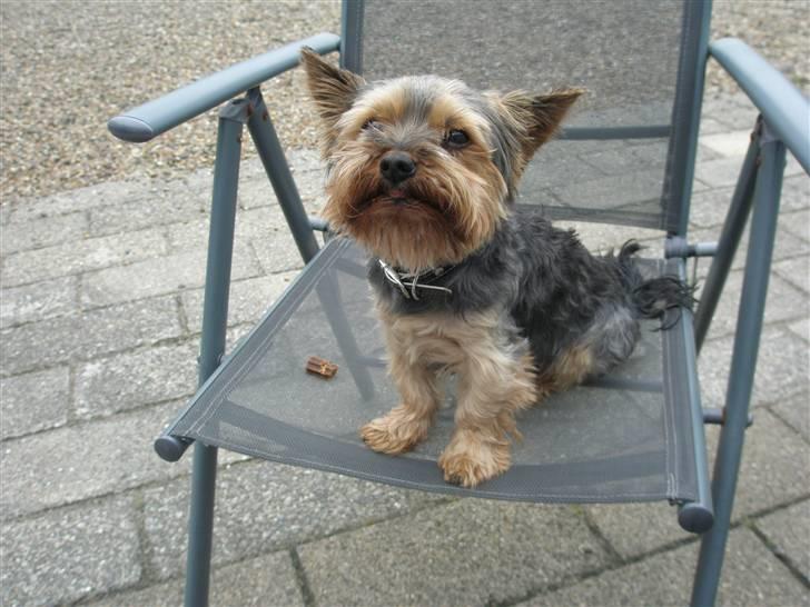 Yorkshire terrier Futte         "RIP" - Futte som her er 6 år gammel ( kommer fra kennel Figini) billede 1