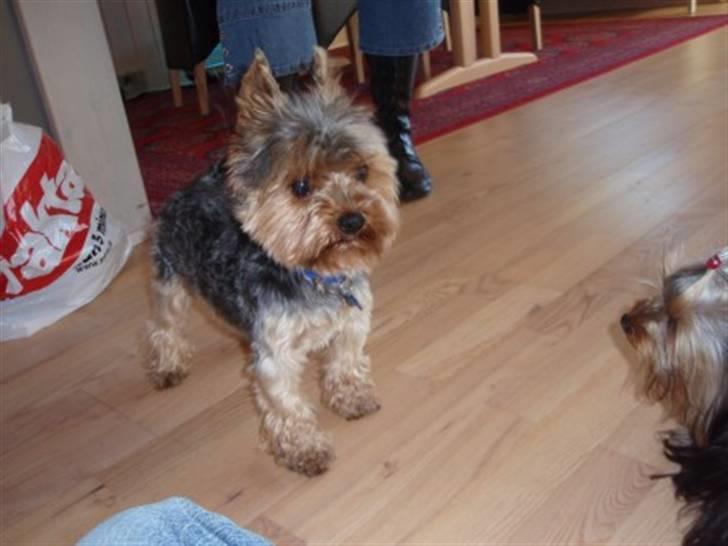Yorkshire terrier Futte         "RIP" - Her er Futte 3 år og kortklippet! Lækker fyr... billede 2