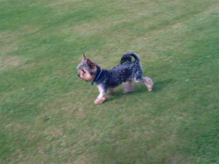 Yorkshire terrier Futte         "RIP" - Fine Futte ... billede 3
