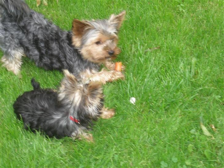 Yorkshire terrier Futte         "RIP" - Futte elsker gulerødder ...  billede 4