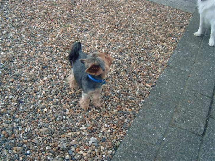 Yorkshire terrier Futte         "RIP" - Uhmmm , hvad er det lige der dufter af???? billede 5