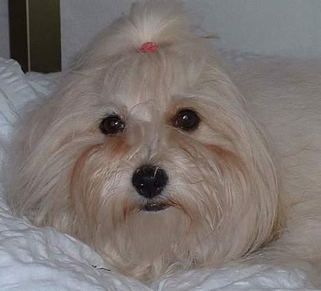 Coton de tulear Kiwi  - Er jeg ikke yndig? billede 1