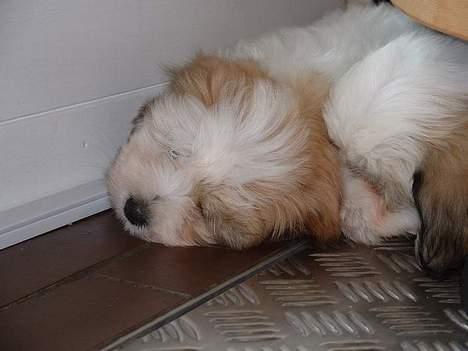 Coton de tulear Kiwi  - En lur før afgang billede 2