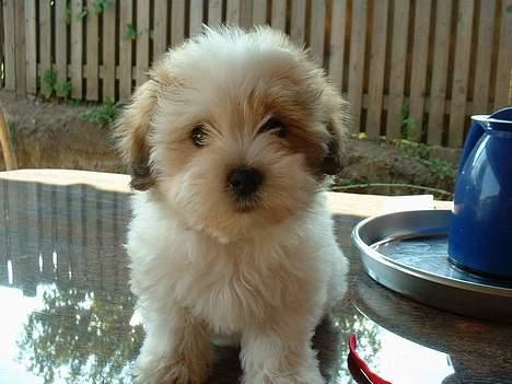 Coton de tulear Kiwi  - Så sød er jeg billede 3