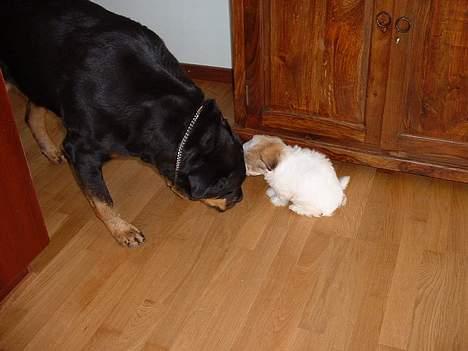 Coton de tulear Kiwi  - Uh! Ha! en stor hund billede 4