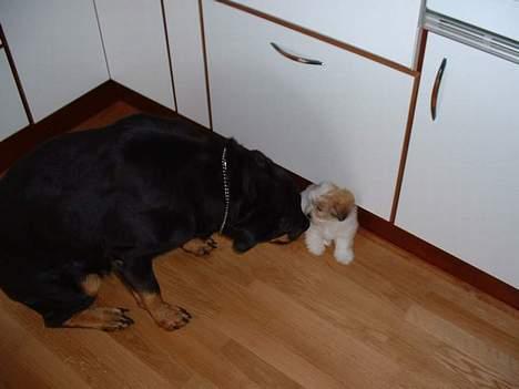 Coton de tulear Kiwi  - Hej Viva billede 5