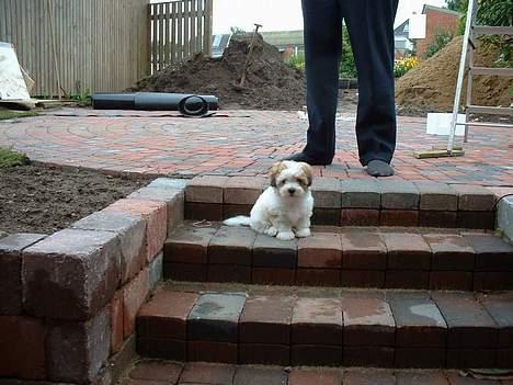 Coton de tulear Kiwi  - Jeg tør godt sidde på trappen billede 6