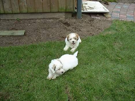 Coton de tulear Kiwi  - Skal vi lege Luna? billede 7